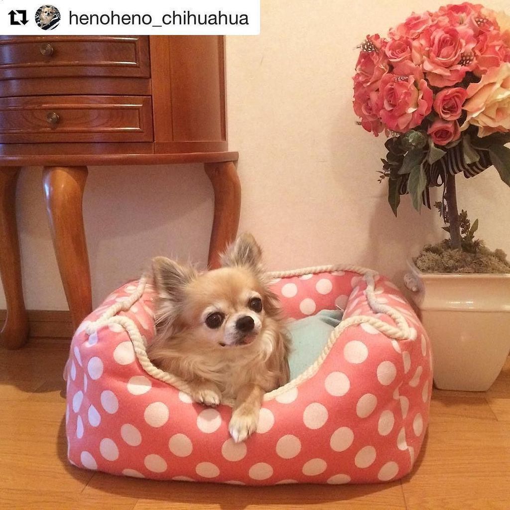 fifiandromeo's tweet photo. #regram ๐ @henoheno_chihuahua
ใปใปใป
nap time @fifiandromeo ๅฐๆจฝใซๆฅใฆใใพใ^ ^ๅใซไผใใใใชใใ็ฌ ้ขใใใจใใใใซๅฏๆใใซใข๐ด
#ใใฃใใฃใขใณใใญใกใช
#fifianโฆ https://t.co/fTUCBqyDp4 https://t.co/Hl5ynAxwJu