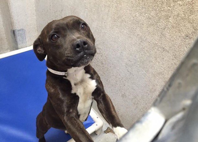 SupportPets's tweet photo. Just 🙏begging to find a True Human Angel to L❤❤VE PLEASE folks #RTforFree to save This So Precious Life! Please 🙏 #dogs @giselle1900 #Pets https://t.co/YZSeqS8Vs8