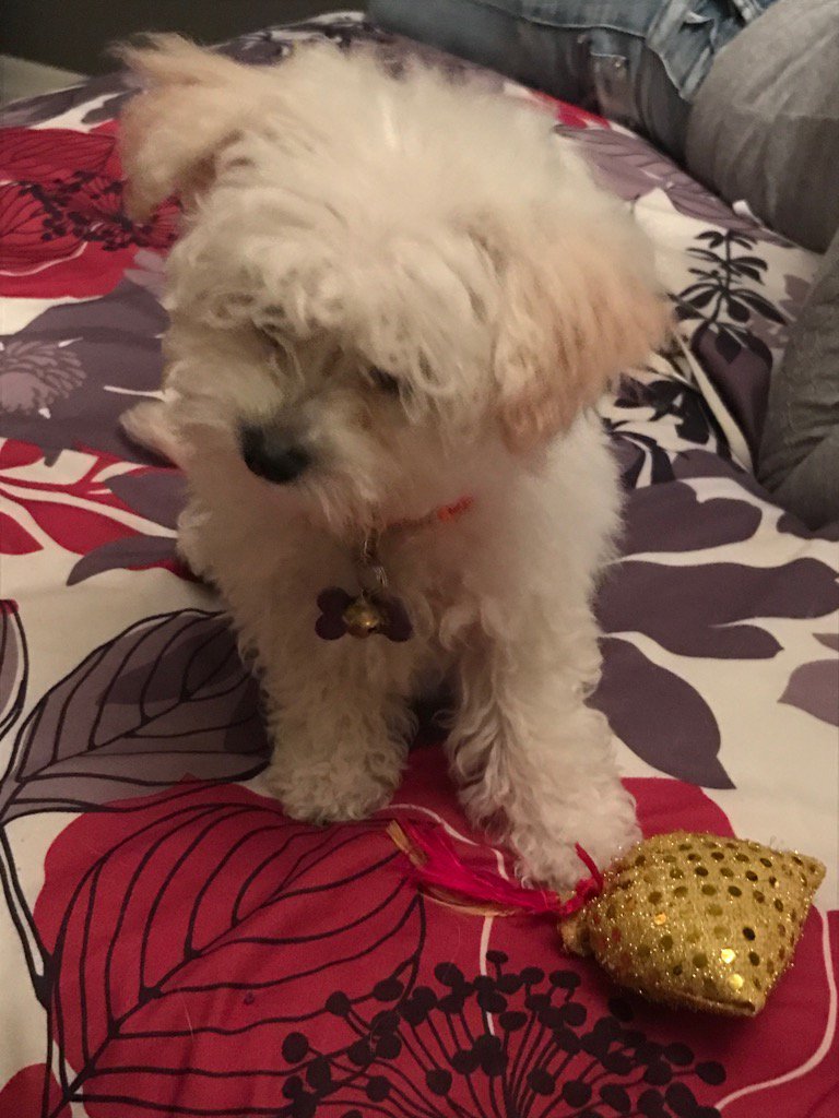 Marilyn meets coco the teddy bear 🐻