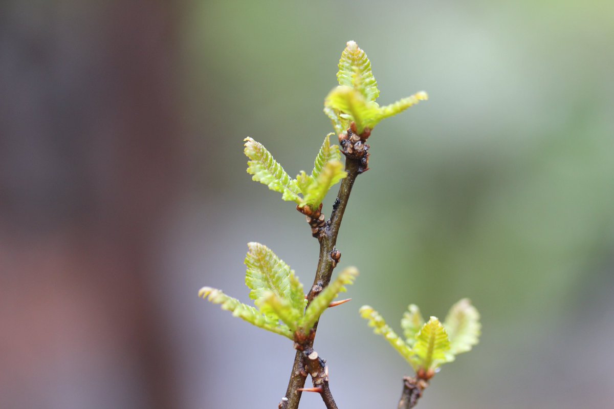 カフェ花豆 בטוויטר 雨が降ったり止んだり 真冬のような 寒い朝です 庭の木の芽が出てきました 山椒の若芽 が大好きで 毎年楽しみにしてます 和え物や田楽はもちろん 我が家では筍 と牛肉と一緒に 木の芽をどっさり入れた 木の芽鍋 にして食べます 嬉しい