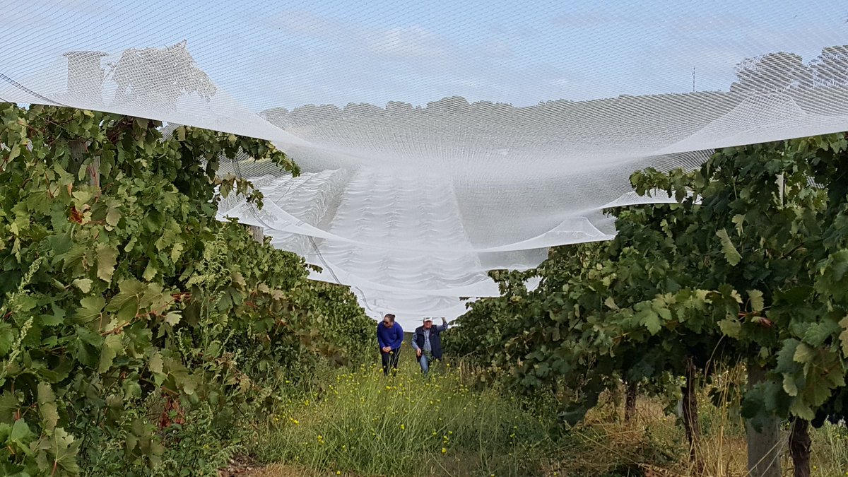 willunga100's tweet image. Saturday sampling Tempranillo under the nets @willunga100