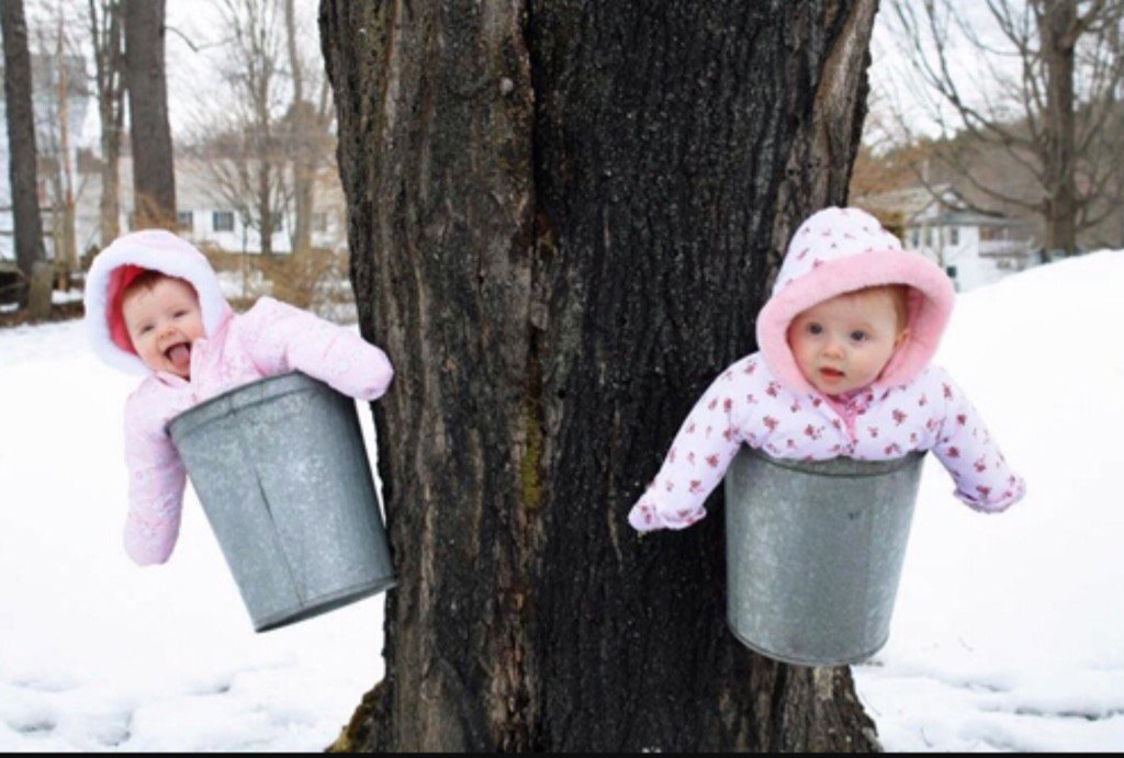 fellowplanner's tweet image. This is the season in #Canada when we emerge from hibernation.  Babies are born when the sap runs in the maple trees.