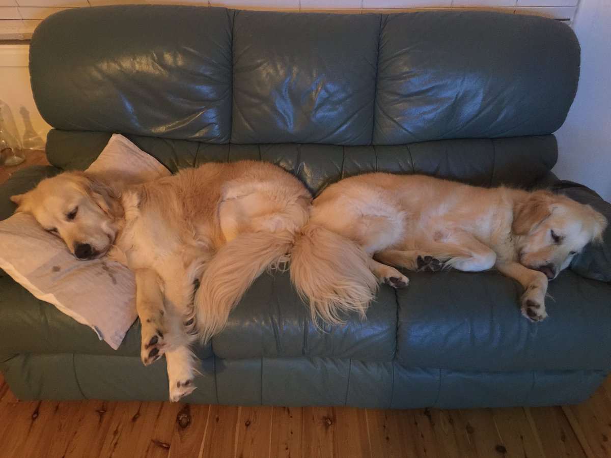 BaileyandCooper's tweet photo. Lazy day on the couch...shhhh don't tell mum I'm drooling on her pillow 🙊 https://t.co/O7eqL8SUAy