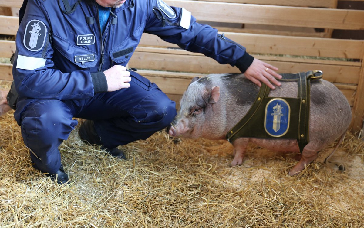 Helsingin poliisi ottaa koiratoiminnan tueksi testikäyttöön viisi poliisisikaa: bit.ly/2mVfOIG #hyvähajuaisti #poliisi