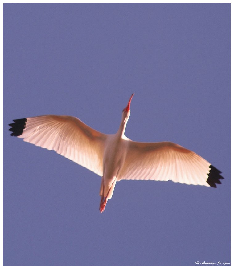 HDrelaxation4U's tweet photo. A White #Ibis in flight....#NaturePhotography  by HD https://t.co/GwoWJcUfuH