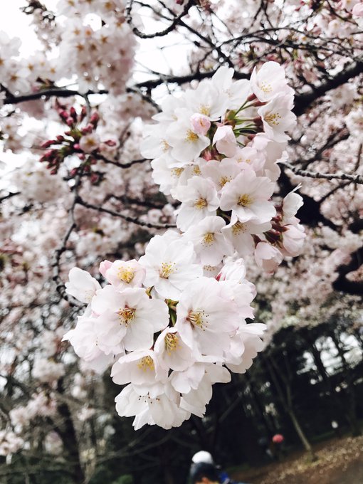 「桜 花びら」のTwitter画像/イラスト(古い順)