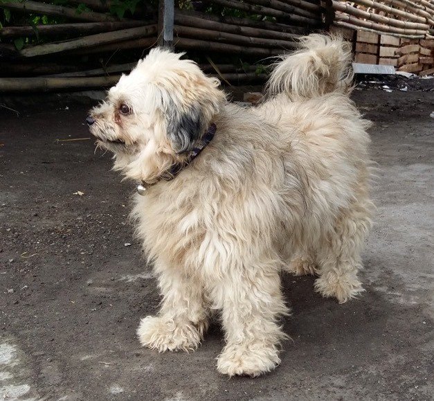 bawa_bali's tweet photo. Is this your dog? He jumped on a motorbike at Canggu on Sunday &amp; he needs to go home. 0852 3725 5167 or info@bawabali.com https://t.co/RepOaxVZyC