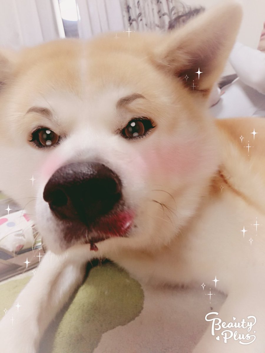 厳選 面白かわいい動物動画 自撮りアプリで秋田犬を盛ると Www