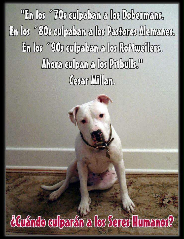 CONOCE A TU MASCOTA