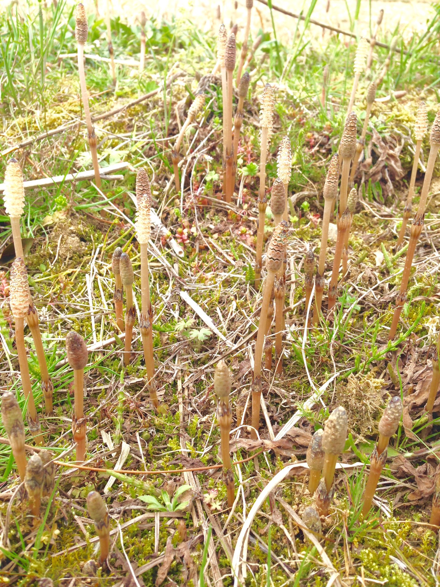 ট ইট র はな言葉 ウェディングドレス つくし 土筆 たちがたくさん顔を出してるところを見つけた 背を伸ばすことを競い合っているようで向上心を感じます つくしの花言葉は 向上心 努力