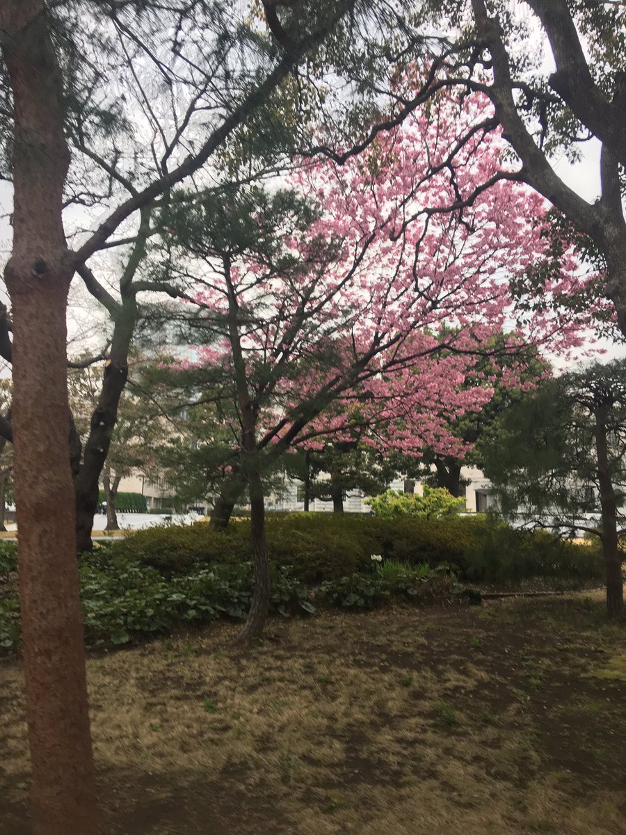 Sakura Tokyo 31st March 2017 - a picture of beauty against a grey sky background.