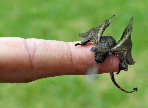 BangorWalesNews's tweet photo. Breaking News: The first Welsh Dragon born in over 500 years has been successfully hatched at Bangor University. https://t.co/O48WGabvl6