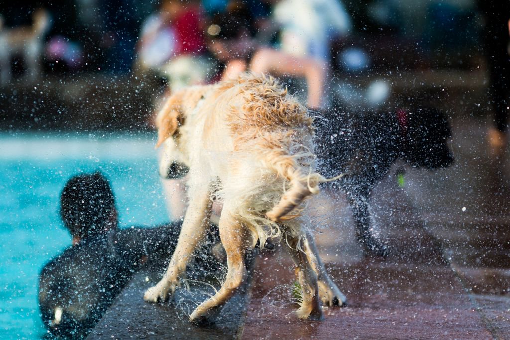 lidocheltenham's tweet photo. LIDO HORSE SWIM - Following Dog Swim last year, excited to be partnering with @hartpurysport @CheltenhamRaces @TheJockeyClub 1st Horse Swim! https://t.co/7PJ2yVBoBy