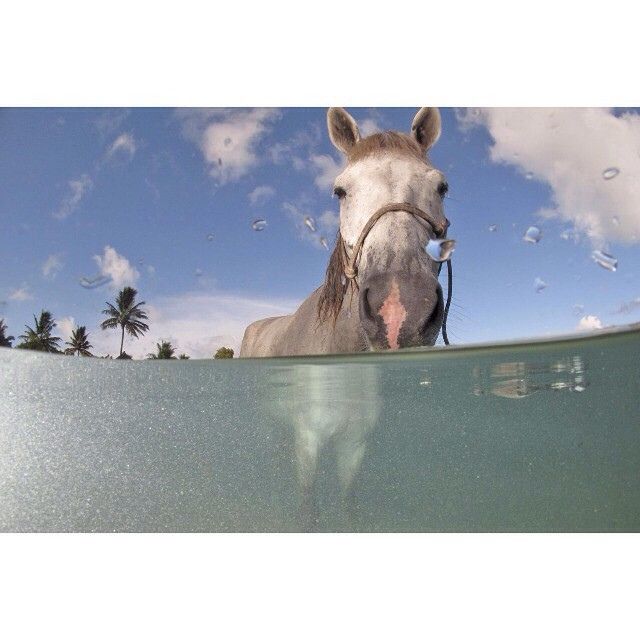 LIDO HORSE SWIM - Following Dog Swim last year, excited to be partnering with @hartpurysport <a href="/CheltenhamRaces/">CheltenhamRacecourse</a> <a href="/TheJockeyClub/">The Jockey Club</a> 1st Horse Swim!