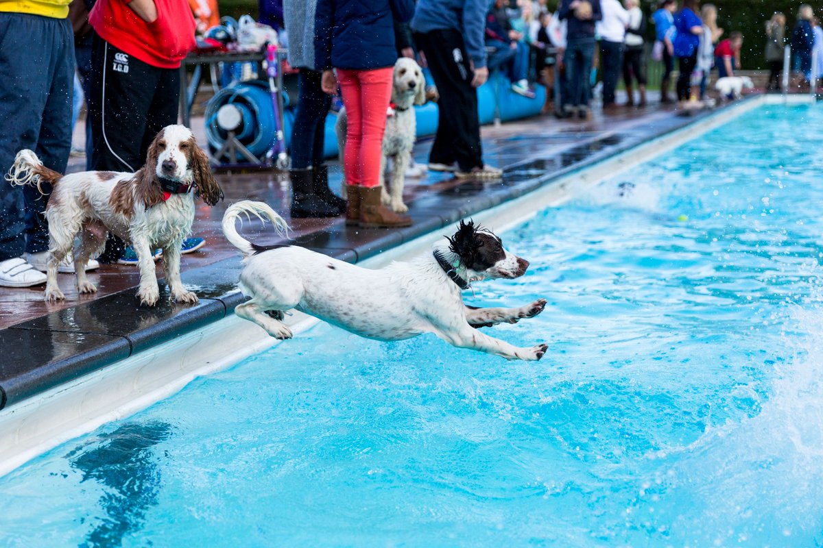lidocheltenham's tweet photo. LIDO HORSE SWIM - Following Dog Swim last year, excited to be partnering with @hartpurysport @CheltenhamRaces @TheJockeyClub 1st Horse Swim! https://t.co/7PJ2yVBoBy