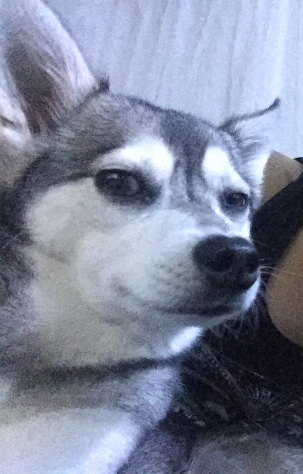 Me: What do you call a doge with a surround system?!
Ripley: ....
Me: a SUB-WOOFER!!!
Ripley: