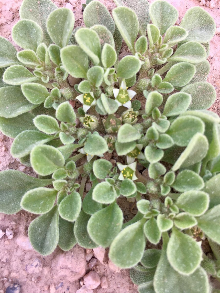 0555282790's tweet photo. الدعاع نبات موسمي واقبال الحلال عليه ضعيف ويتحمل درجات الحراره العاليه حتى اني قد شاهدته في السنين المطيره استمر في النمو الى دخول سهيل https://t.co/tMQD3MttXz