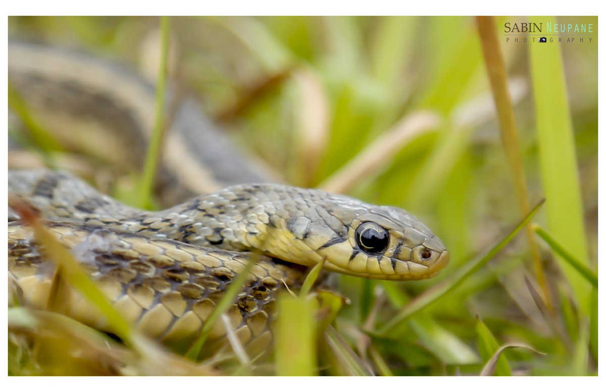 official_sabinn's tweet photo. Buff striped keelback
#snake #denger #picoftheday #pictureoftheday  #sunny☀️ #dengeous #photowalk #photography #keelbacksnake #eye #green https://t.co/NtRzTvXJyW