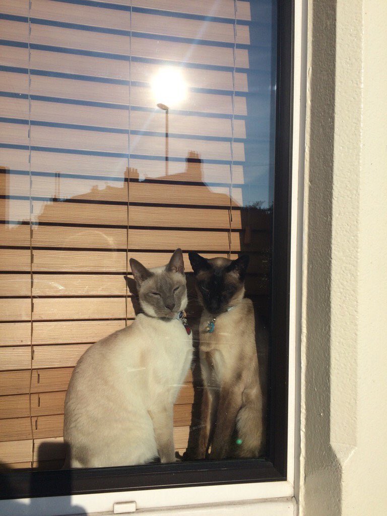 Diablo_Siamese's tweet photo. This is our #happyplace #catchingsome rays #goodmorningworld #catsoftwitter #siamigos #Caturday #CatsOfTwitter https://t.co/CQIMYKVsSb