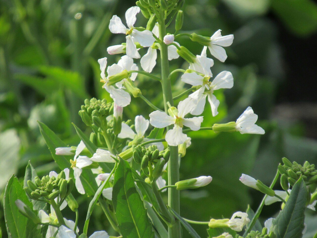 雑草図鑑 準備中 Pa Twitter 106 ダイコン アブラナ科 地中海原産 弥生以前渡来 日本では非常に重要な野菜であるが東アジア特有のもの 西洋のラディッシュと同一種とされる 通常は咲く前に収穫されるが 花は白か薄紫 古名スズシロ 花 万葉花 春の花