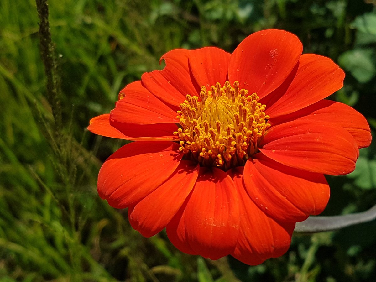 CooksComfortZA's tweet photo. Beautiful veld flowers in full bloom along the N4 highway - what a lovely time of year. #flowers #krugerpark #accommodation #nelspruit https://t.co/qo3qVCD5kU