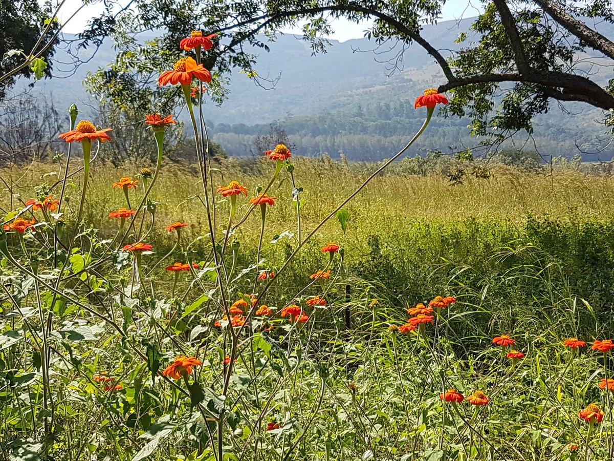 CooksComfortZA's tweet photo. Beautiful veld flowers in full bloom along the N4 highway - what a lovely time of year. #flowers #krugerpark #accommodation #nelspruit https://t.co/qo3qVCD5kU