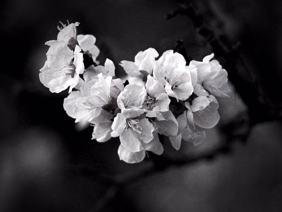 photosjpn's tweet image. Sakura and other flowers starting to bloom this week in Kobe, Japan! Spring is near! #CNNiReport #CNNTravel #CNNSpring #spring #nature #art