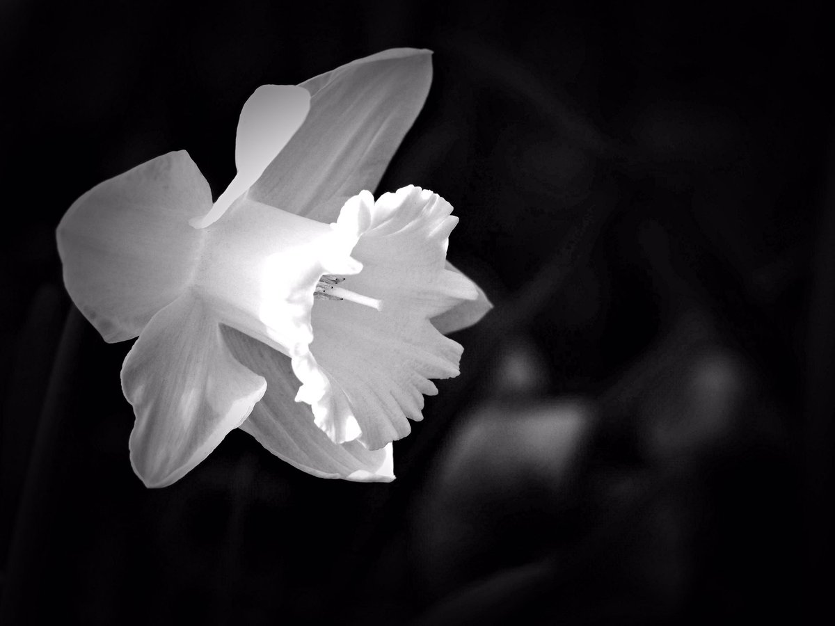 photosjpn's tweet image. Sakura and other flowers starting to bloom this week in Kobe, Japan! Spring is near! #CNNiReport #CNNTravel #CNNSpring #spring #nature #art