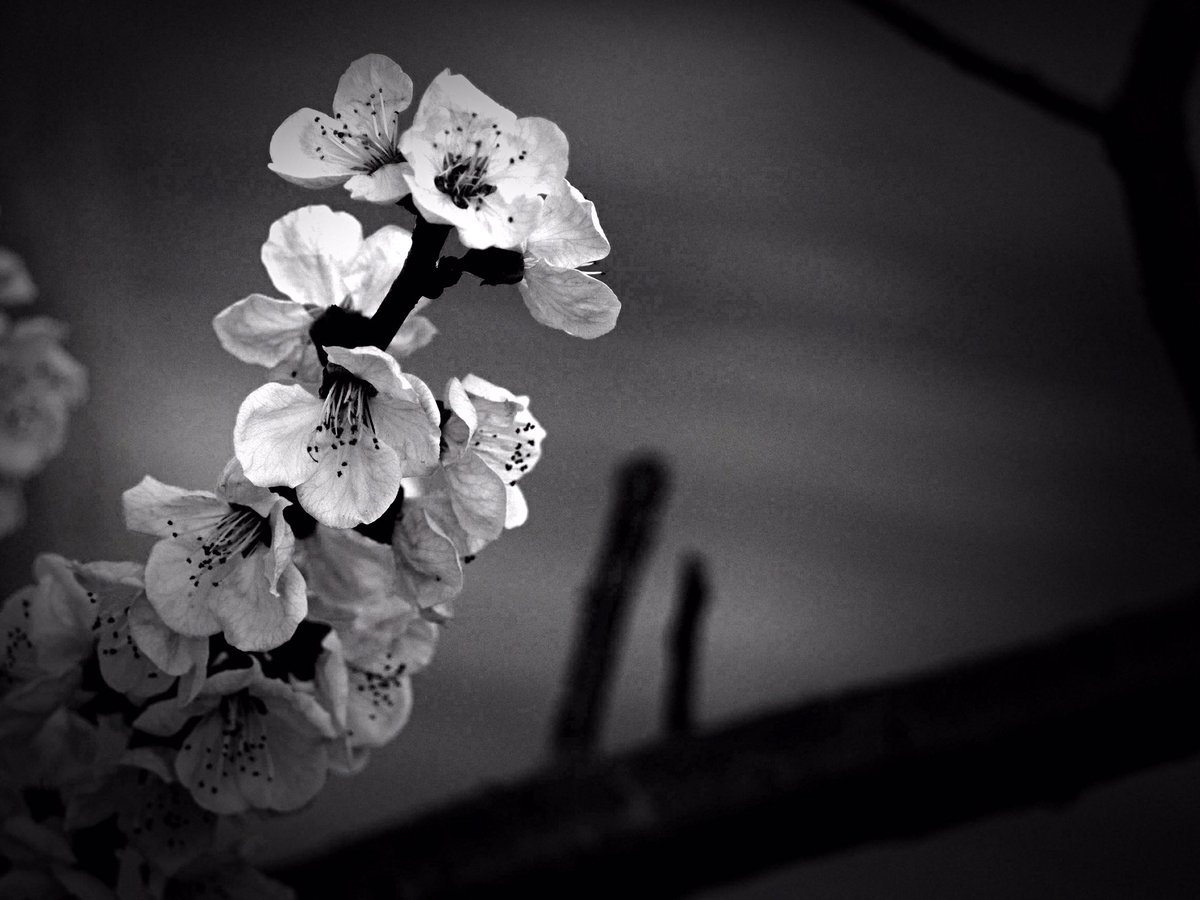 photosjpn's tweet image. Sakura and other flowers starting to bloom this week in Kobe, Japan! Spring is near! #CNNiReport #CNNTravel #CNNSpring #spring #nature #art