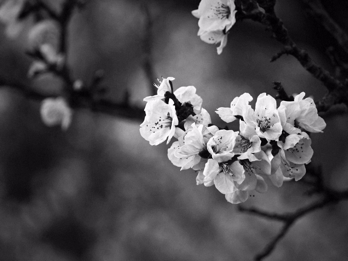 photosjpn's tweet image. Sakura and other flowers starting to bloom this week in Kobe, Japan! Spring is near! #CNNiReport #CNNTravel #CNNSpring #spring #nature #art
