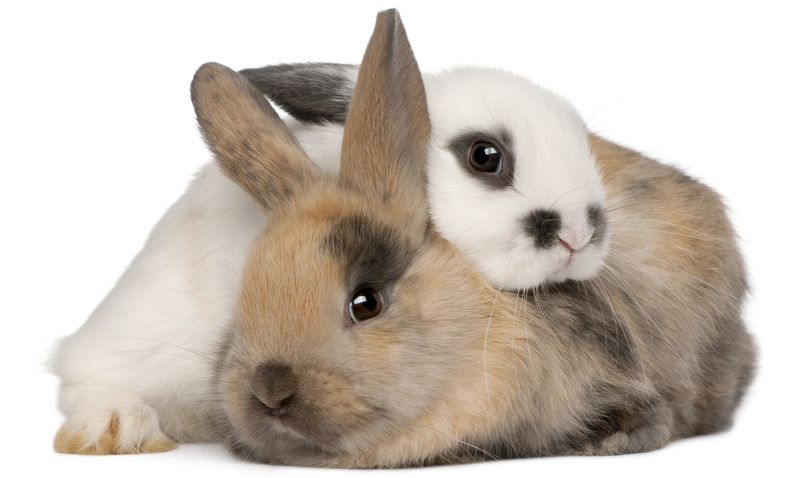 MoyaaShea's tweet photo. Ever wondered why so many people say #RabbitRabbit on the first day of each month? https://t.co/OOXg4rrUwu #moveforward #goodlife https://t.co/kxE3dAmmAf