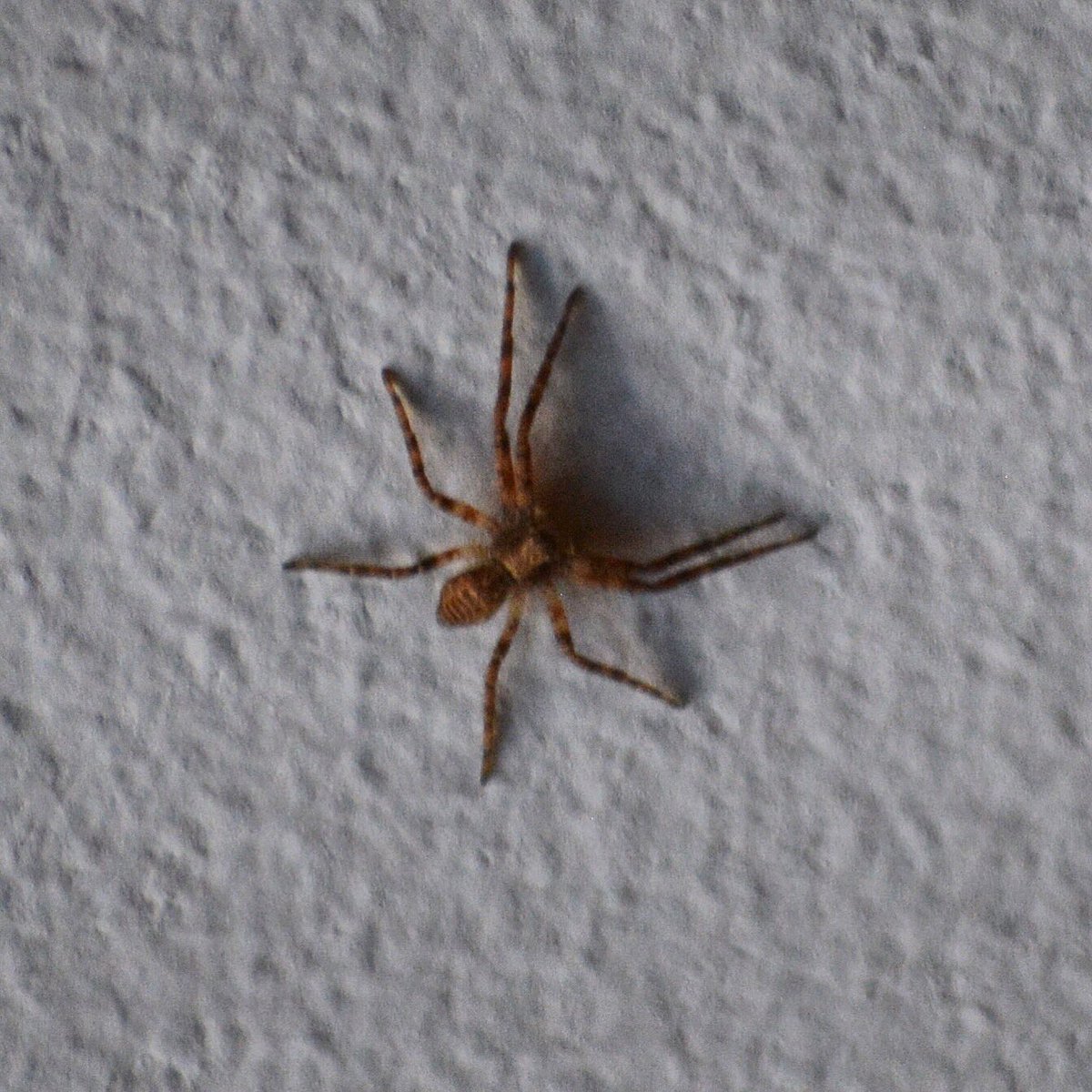 Brian Wagner On Twitter Tiny Spider On The Ceiling Shiver