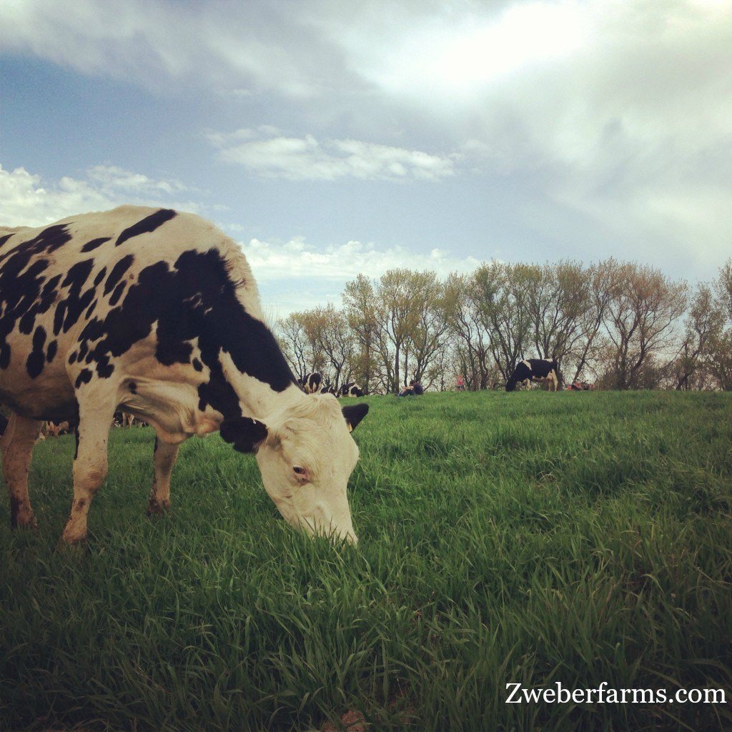 Emily Zweber tweet media