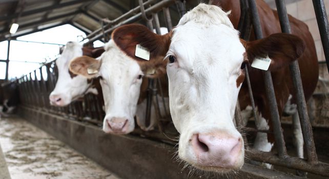 UniofOxford's tweet photo. What if we all turned vegan by 2050? It's the way to beat climate change argues Dr Marco Springmann https://t.co/jXii4EyTJr https://t.co/kjU2k2ebM9