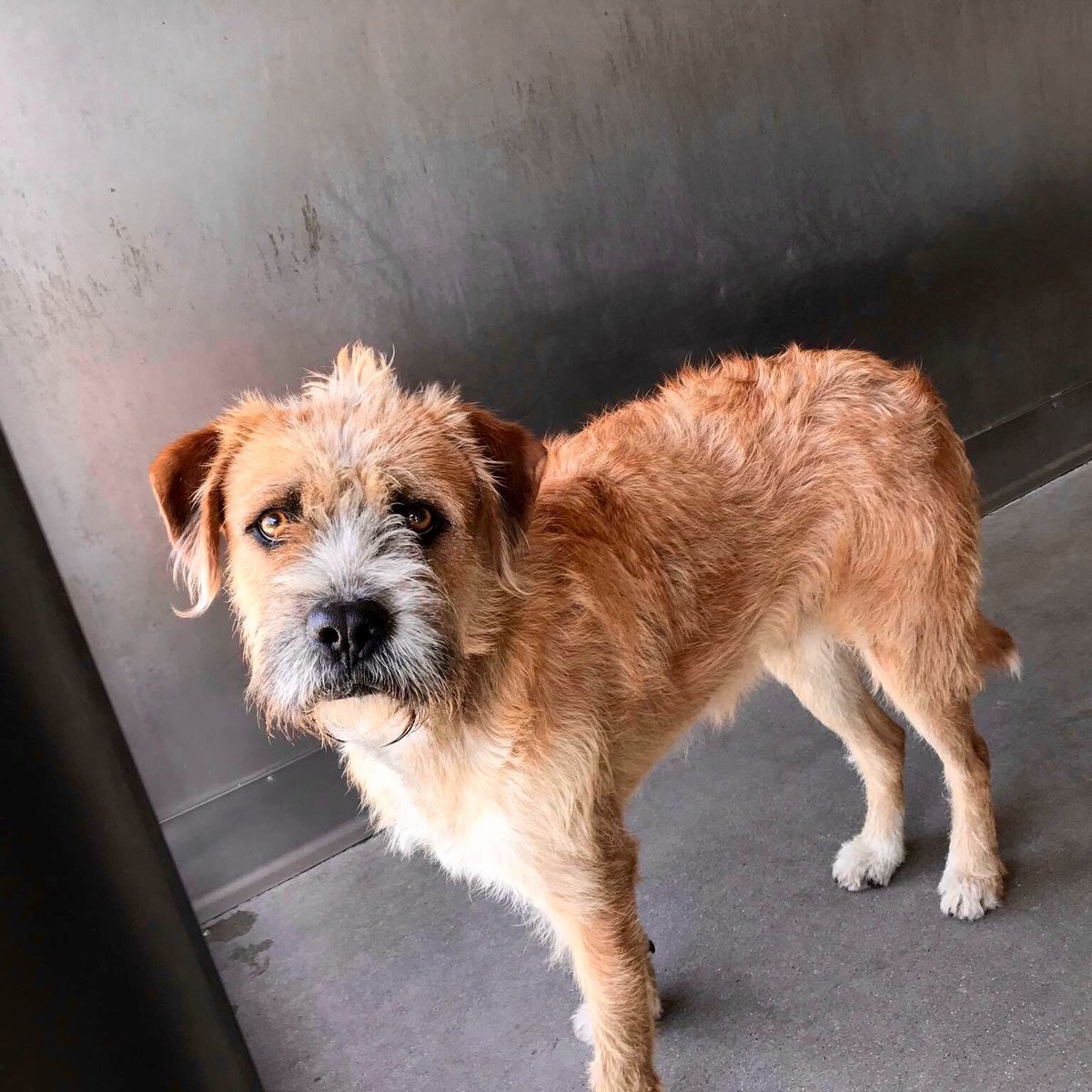 Family pet one minute, abandoned &amp; confused the next. Visit your local rescue shelter today &amp; save a life :) #adopt
