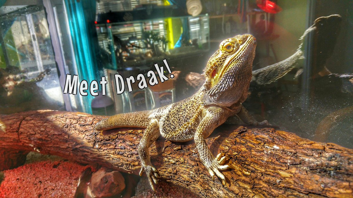 RetireWithIzak's tweet photo. Meet Draak,
He is a spikey old fellow, 
But very near to my heart!

_________________
#OldAndSpikey
#Beardeddragon https://t.co/kma9dzI3le