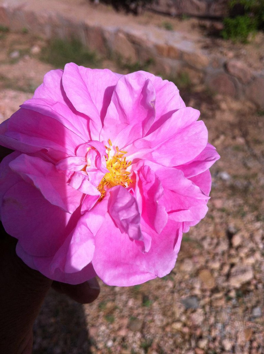 @N__لعيونك 

HIL