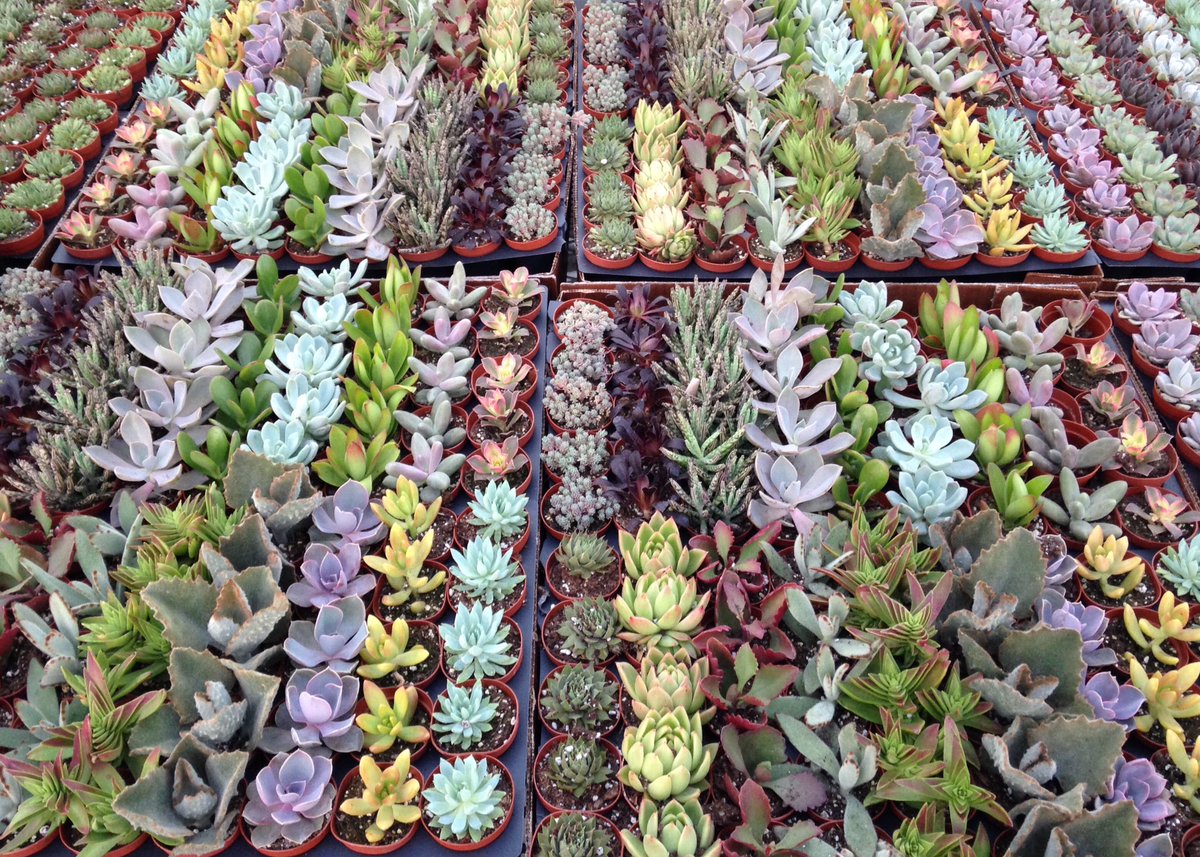 Mix 'n' Match #succulents   What will you create?