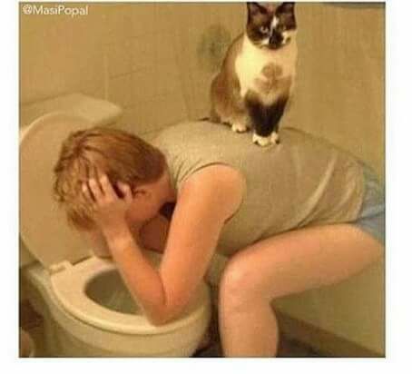 AdopcionFelinas's tweet photo. #FelizSabado , gater@s!
Cuidado con los excesos esta noche....jejejeje
https://t.co/LgdDZ9nmrq https://t.co/JWplhxEPR5