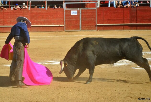 MFMazzantini's tweet photo. Hoy se puede ver torear en Villaseca de la Sagra.Se repetirá lo de Villalpando? No lo se, pero verlo vestido en la plaza ya merece la pena! https://t.co/xij2GaZMp2