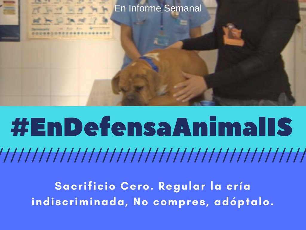 adoptalomadrid's tweet photo. No te pierdas el @informe semanal de esta noche. El maltrato animal ya no queda impune #EnDefensaAnimalIS https://t.co/9MrJgR6Tql