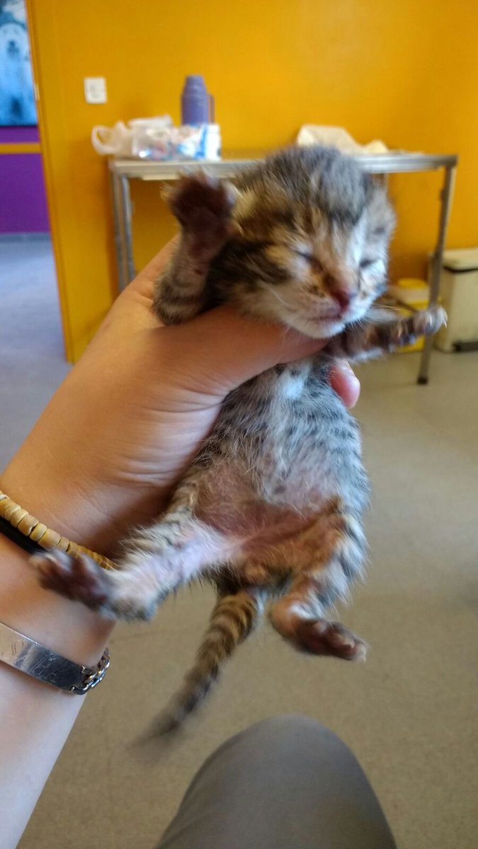 ayudaaanimales2's tweet photo. Necesitamos nodrizas con experiencia de forma urgente madrid-alcorcon solo hasta que coman solos por favor RT https://t.co/7vQB0tILpU