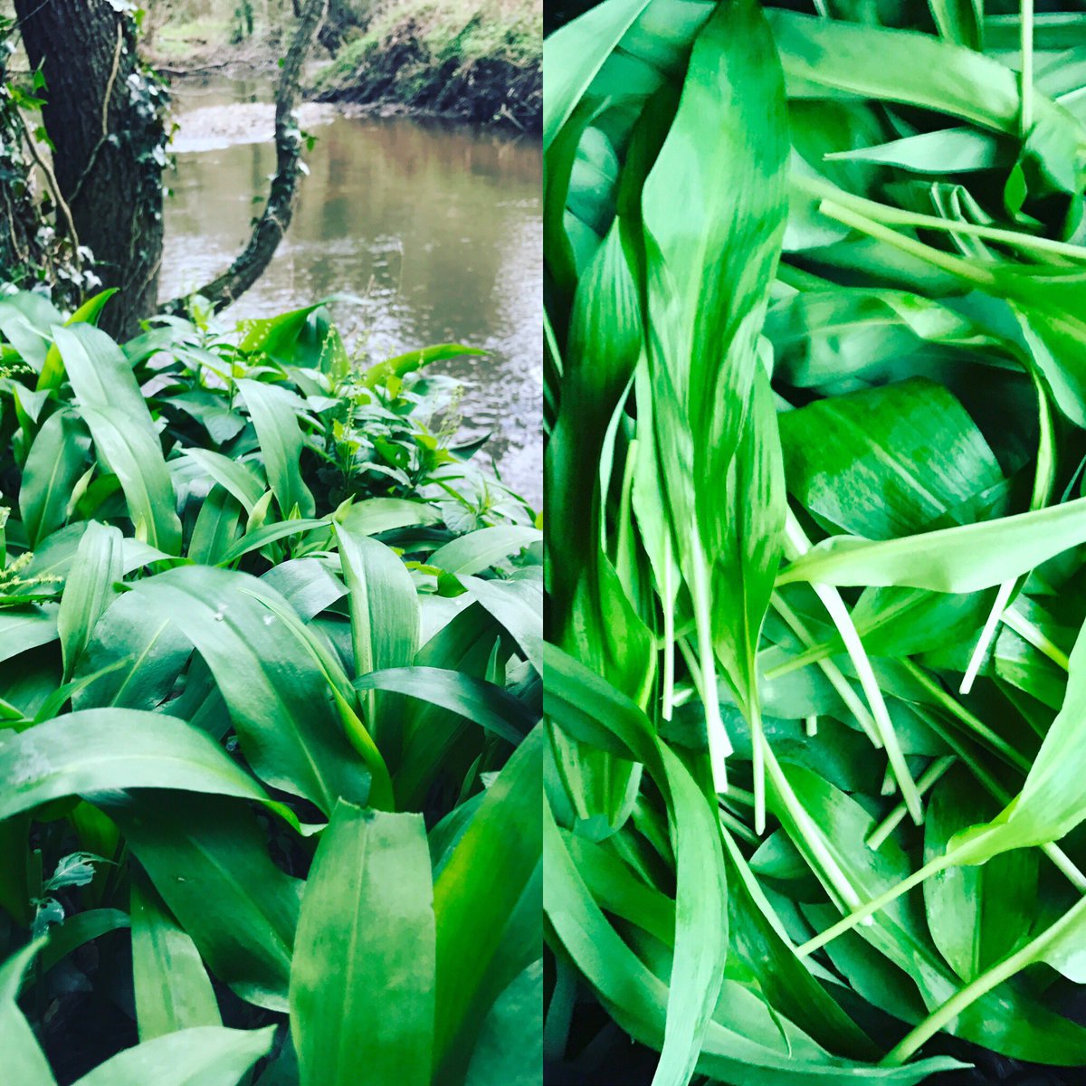 Lots of Wild garlic going into all the recipes and events we're doing this weekend