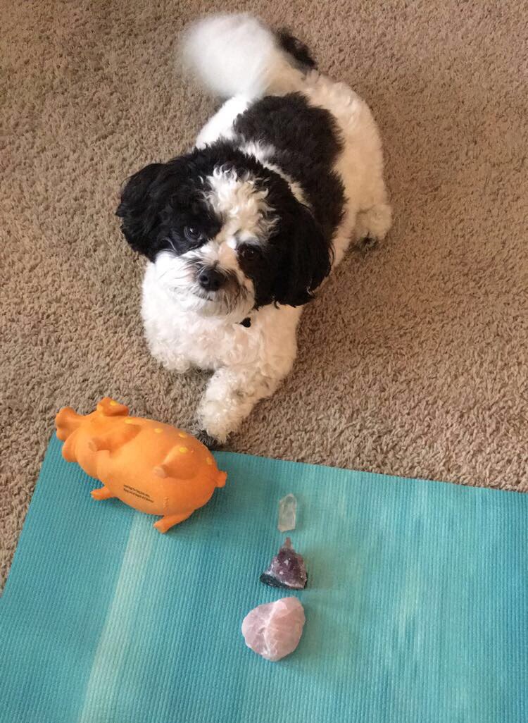 PlusSizePrepstr's tweet image. Jk- this is how yoga is really going..