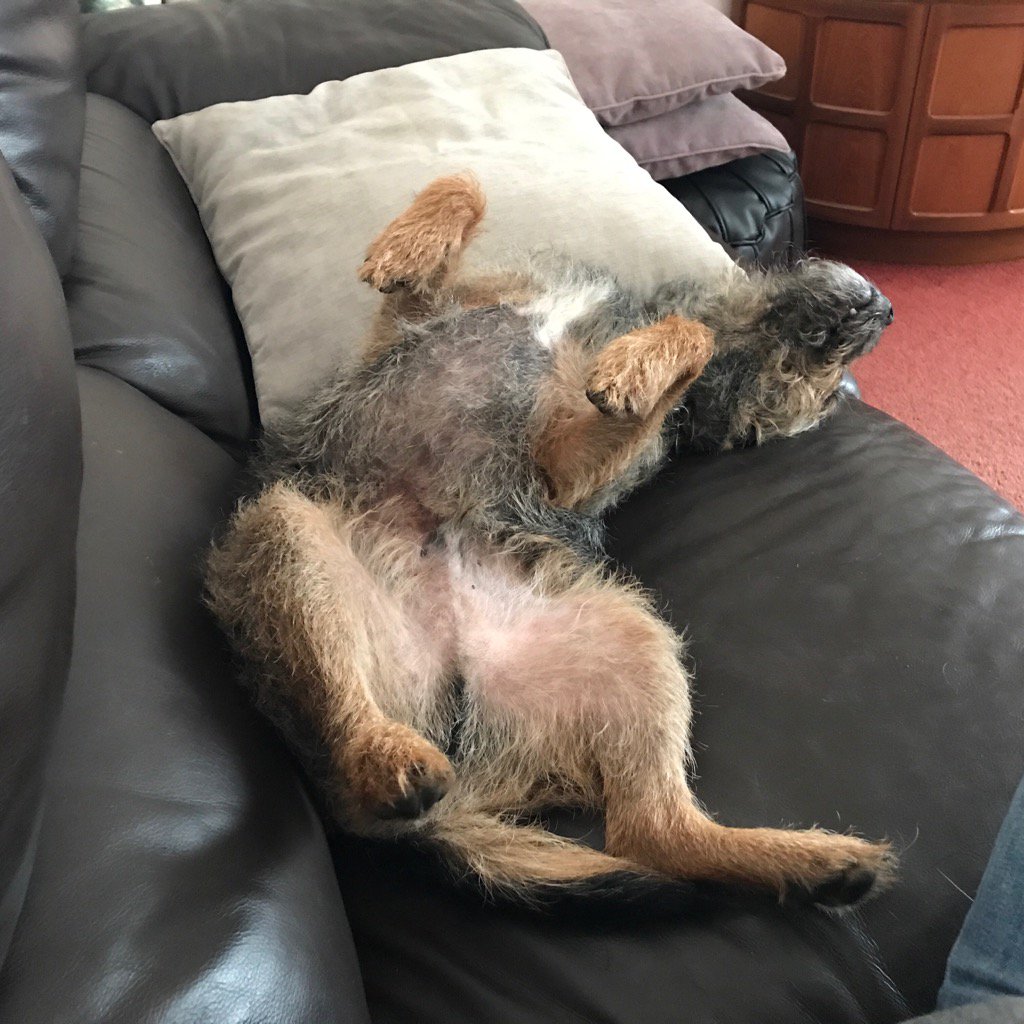 Jamie Terrier tweet media