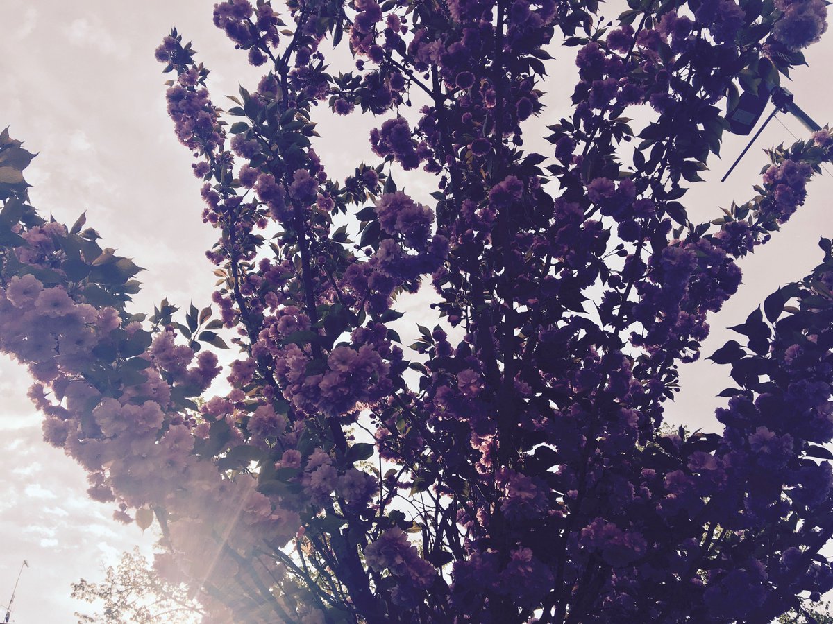 tlango's tweet image. Springtime in Torino. Preparing for SMIT 2017 #SMIT2017 ismit.org