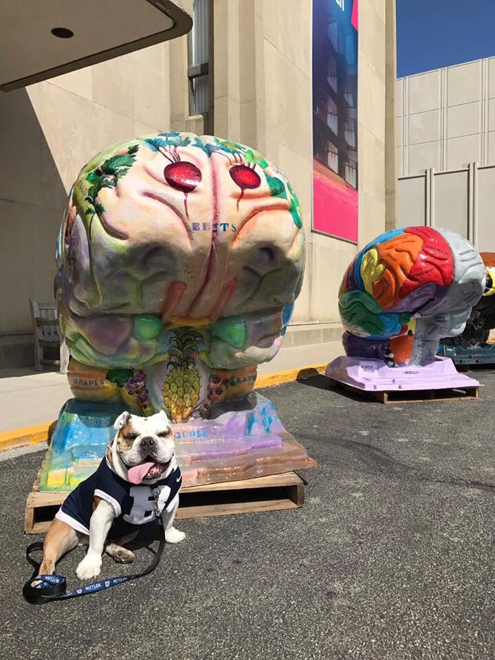 brainprojectBU's tweet photo. No foolin', Trip's favorite brain = FOOD! https://t.co/egTdSevONn