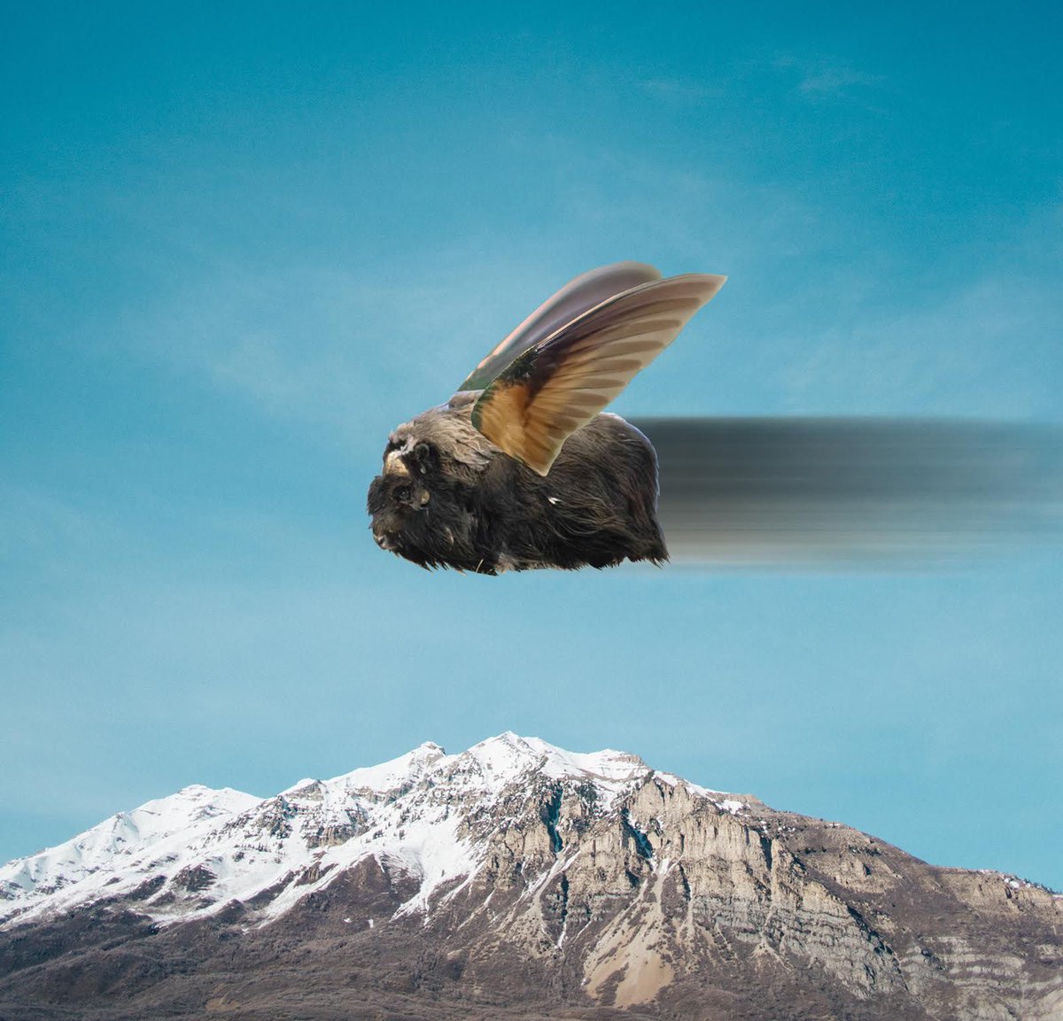 #DidYouKnow the #MuskOx can fly at a speed of up to 60 km per hour? 

...#AprilFools