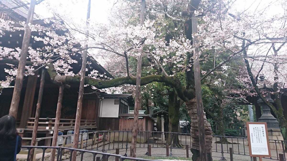 だいふく 飯田橋から市ヶ谷沿いの桜 はまだまだ咲いてなかった 靖国神社の標本木は7分咲き 境内の桜 は2 3分程度 花見には早かった 来週末まで桜持つかな E ก 靖国神社 お神酒 桜まつり限定 瓶が可愛い 母へお土産 靖国神社 花見 桜