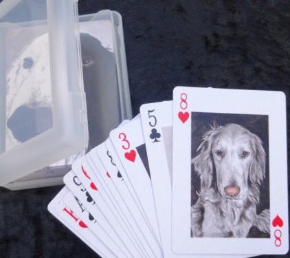 Zak the Collie Dog tweet media